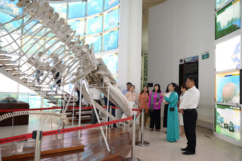 Bảo tàng Quảng Ninh - ảnh 4