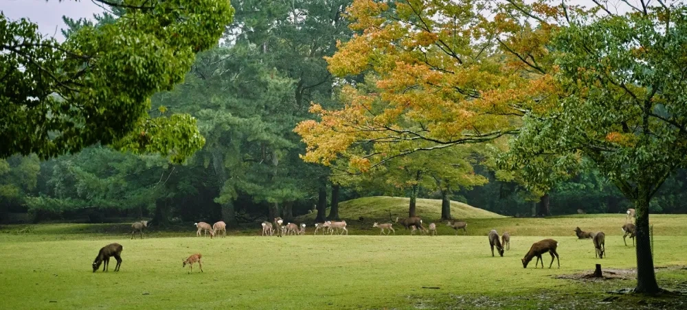 Nara